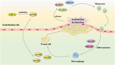 Natural flavonoids derived from herbal medicines are potential anti-atherogenic agents by inhibiting oxidative stress in endothelial cells